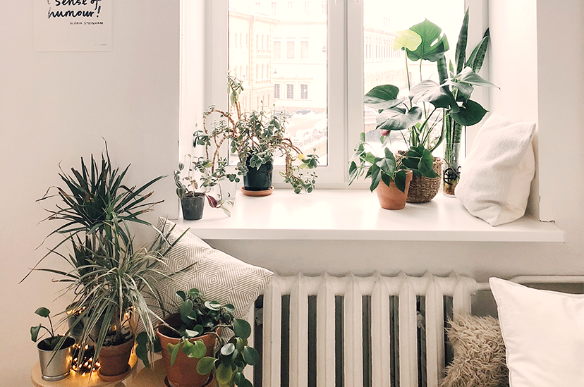 Conheça 9 tipos de plantas que dão sorte para sua casa - Pratika
